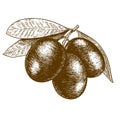Engraving antique illustration of olive tree branch