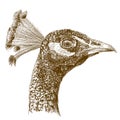 Engraving antique illustration of peacock head Royalty Free Stock Photo