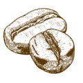 Engraving antique illustration of two coffee beans