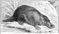 Engraving of an Australian duck-billed platypus