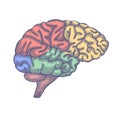 Engraving brain illustration, Hand Drawn Anatomical Illustration. Vector