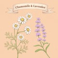 Engraving chamomile and lavender