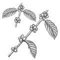 Engraving coffee branch