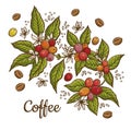 Engraving coffee plants, vintage decorative leaves and coffee cherries for design uses
