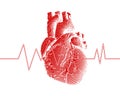 Red human heart with heart rate graph illustration Royalty Free Stock Photo
