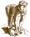 Engraving drawing illustration of barbary macaque