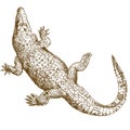 Engraving drawing illustration of big crocodile Royalty Free Stock Photo