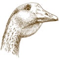 Engraving drawing illustration of big goose head Royalty Free Stock Photo