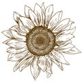 Engraving Drawing Illustration Of Big Sunflower
