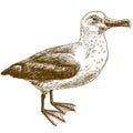 Engraving drawing illustration of black browed albatross