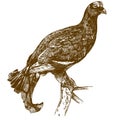 Engraving drawing illustration of black grouse