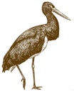 Engraving drawing illustration of black stork