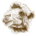 Engraving drawing illustration of camel head