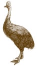 Engraving drawing illustration of cassowary ostrich Royalty Free Stock Photo