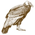 Engraving drawing illustration of condor