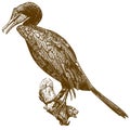 Engraving drawing illustration of cormorant