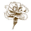 Engraving drawing illustration of cornflower
