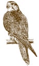 Engraving drawing illustration of falcon