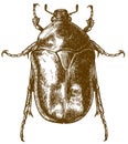 Engraving drawing illustration of flower chafers