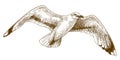 Engraving drawing illustration of flying gull Royalty Free Stock Photo