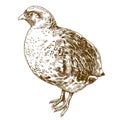 Engraving drawing illustration of grey partridge