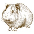 Engraving drawing illustration of guinea pig