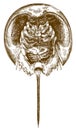 Engraving drawing illustration of horseshoe crab bottom view