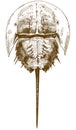 Engraving drawing illustration of horseshoe crab top view Royalty Free Stock Photo