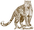 Engraving drawing illustration of leopard