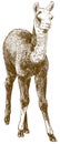 Engraving drawing illustration of llama cub or alpaca or guanaco baby