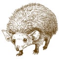 Engraving drawing illustration of long eared hedgehog