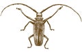 Engraving drawing illustration of longhorn beetles