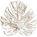 Engraving drawing illustration of monstera leaf
