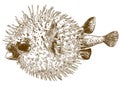 Engraving drawing illustration of porcupinefish blowfish