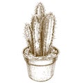 Engraving drawing illustration of potted cactus