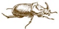 Engraving drawing illustration of rhinoceros beetle