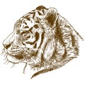 Engraving drawing illustration of siberian tiger or Amur tiger head