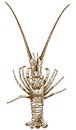 Engraving drawing illustration of spiny lobster Royalty Free Stock Photo