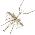 Engraving drawing illustration of stick mantis Royalty Free Stock Photo