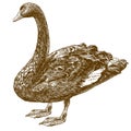 Engraving drawing illustration of west Australian black swan Royalty Free Stock Photo