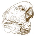 Engraving drawing illustration of white cockatoo head