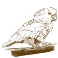 Engraving drawing illustration of white cockatoo