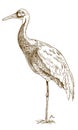 Engraving drawing illustration of white naped crane