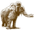 Engraving drawing illustration of woolly mammoth