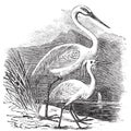 Engraving of a Great Egret ardea alba and Little Egret ardea garzetta