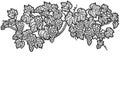 Engraving hand drawn vector illustration of grapes. Vine sketch isolated.