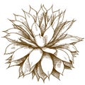 Engraving illustration of agave bush