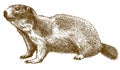 Engraving illustration of alpine marmot Royalty Free Stock Photo