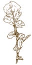 Engraving illustration of arugula rocket salad