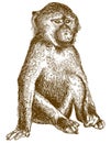 Engraving illustration of baboon cub